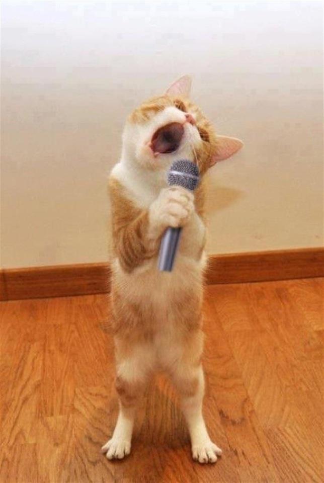 Kitty Singing