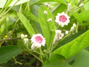 cay hoa thui dich - stinky fart flower tree plant