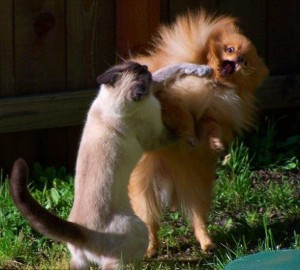 real kung fu cat smack mixed martial art bully dog funny picture of the day you have to real laugh