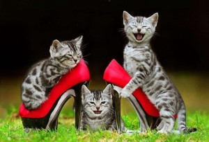cats smiling laughing having fun 3 of them with red high heel