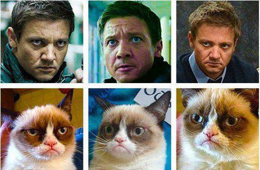 Human facial express compare to cats vs versus cat facial express celebrities pretty funny happy Friday