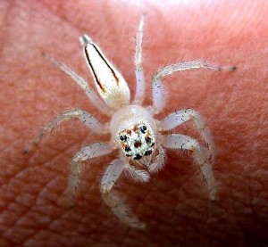 NEW POISONOUS SPIDER IN THE UNITED STATES