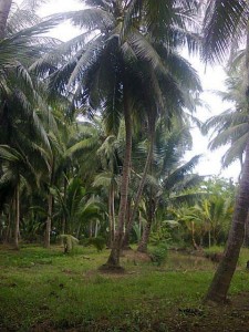 Vietnam coconut plantation backyard country side homes in Go Cong Tien Giang Tan Phu Dong Cu Lao Tan Thoi