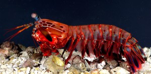 mantis shrimps can crack and eat hard clams and crab shells even crack fish aquarium glass with its fast hits
