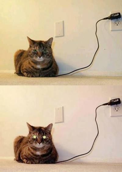 How do you know when the cat is fully charged?