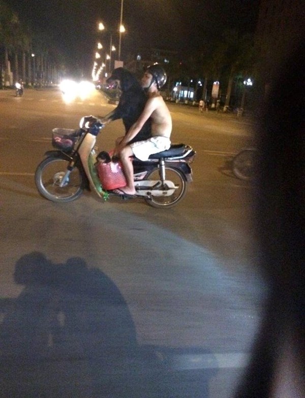 black dog riding motorcycle in Vietnam street captured on camera