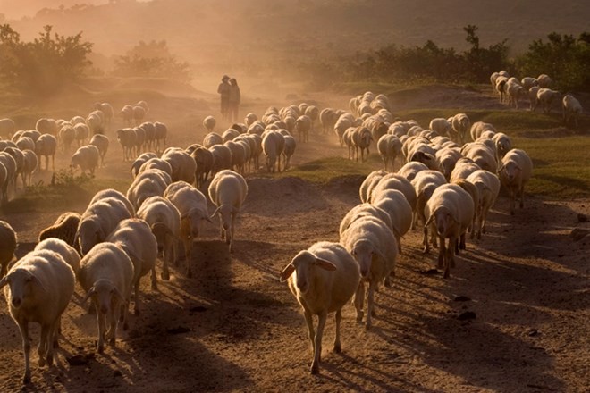 Trang trại cừu Phan Rang - Phan Rang Vietnam, sheep ranch