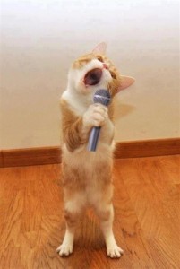 real singing cat karaoke in Vietnamese LOL