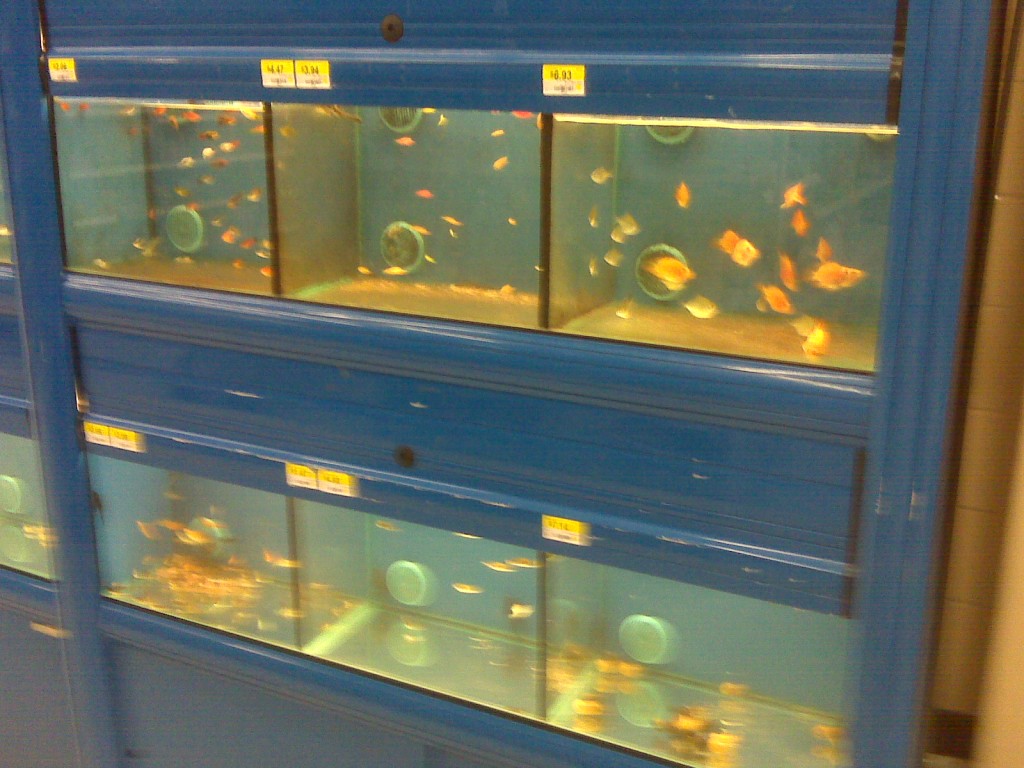 how to take care of your fish as starter 10 gallons fish tank kit from walmart $30