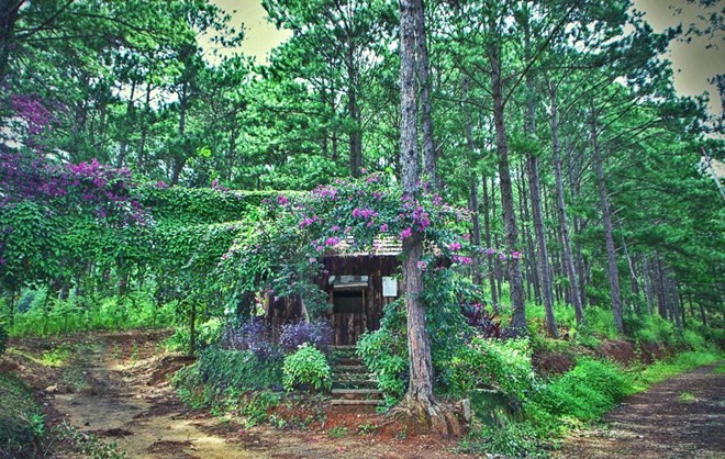 Nếu có dịp đi qua đèo Mimosa (Đà Lạt), du khách có thể ngắm ngôi nhà nhỏ xinh được phủ trong màu hoa tím ở lưng đèo. Trông cảnh này, du khách sẽ ngỡ như bước vào một câu chuyện cổ tích.