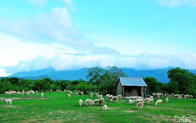 Trang trại cừu Phan Rang - Phan Rang Vietnam, sheep ranch
